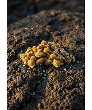 Capperi di Pantelleria al sale marino — TASTETOBE| 150g